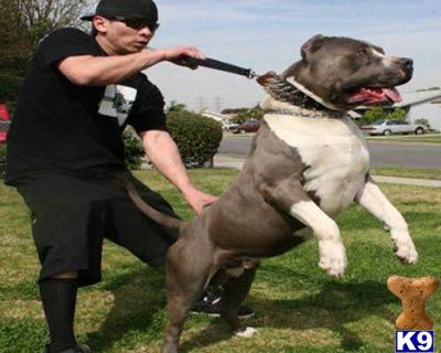 American Pit Bull Puppies